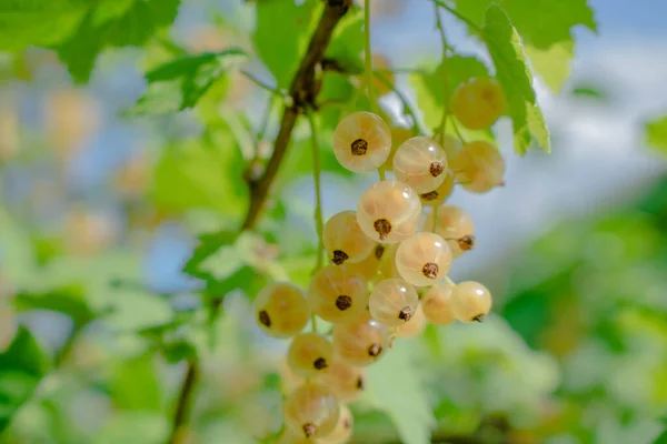 Gardening. Home garden, flower garden. House, field. Green leaves, bushes. White and yellow juicy berries. Delicious and healthy White currant
