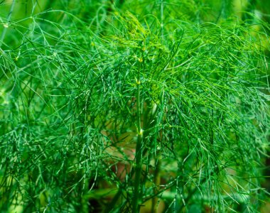 Güneşli bir günde Dill bahçede yetişir.