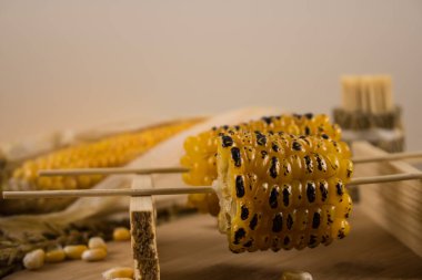 Mısır tuval üzerinde yatar. Yeni bir mahsul. Taze mısır yakın plan. Tabakta mısır koçanı. Yiyecek malzemeleri ve yemek konsepti için arka planda tatlı mısır.