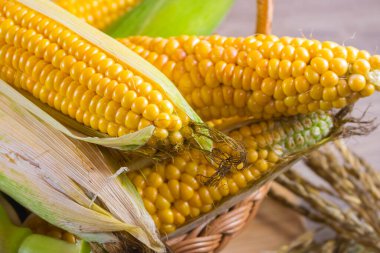 Mısır tuval üzerinde yatar. Yeni bir mahsul. Taze mısır yakın plan. Tabakta mısır koçanı. Yiyecek malzemeleri ve yemek konsepti için arka planda tatlı mısır.