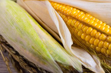 Mısır tuval üzerinde yatar. Yeni bir mahsul. Taze mısır yakın plan. Tabakta mısır koçanı. Yiyecek malzemeleri ve yemek konsepti için arka planda tatlı mısır.