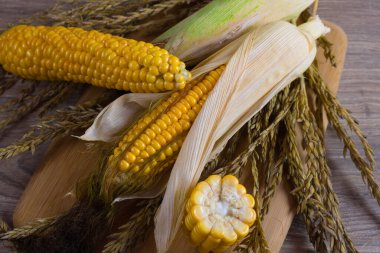 Mısır tuval üzerinde yatar. Yeni bir mahsul. Taze mısır yakın plan. Tabakta mısır koçanı. Yiyecek malzemeleri ve yemek konsepti için arka planda tatlı mısır.