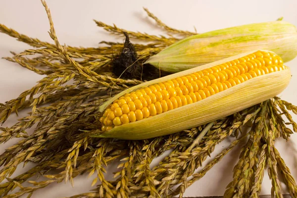 Corn Lies Canvas New Crop Fresh Corn Closeup Corn Cob — Stock Photo, Image