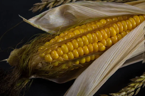 Corn Lies Canvas New Crop Fresh Corn Closeup Corn Cob Stock Photo