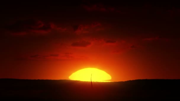 Realistisch Wachsender Baum Bei Sonnenaufgang — Stockvideo