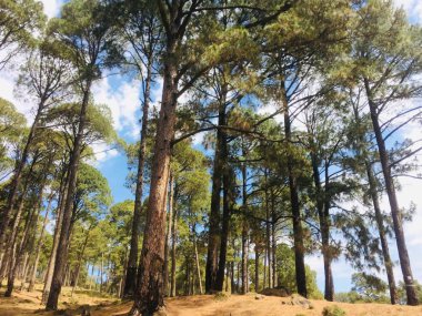 Bu sıcak yaz serin esinti veren gökyüzü altında güzel ağaçlar