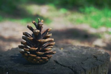 kütük üzerinde makro çekim konileri