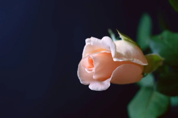 Розовая роза на фоне размытия 2 — стоковое фото