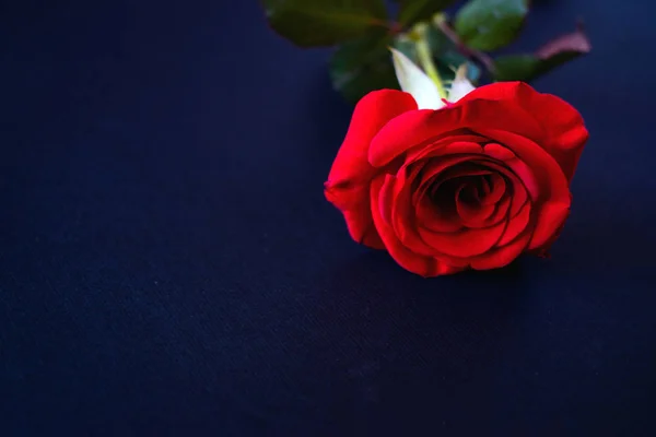 퇴색 하는 빛에 파란색 배경에 빨간 장미 — 스톡 사진