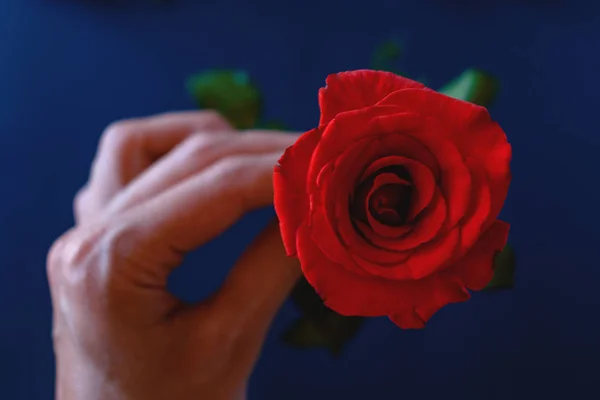 Red rose in hand — Stock Photo, Image