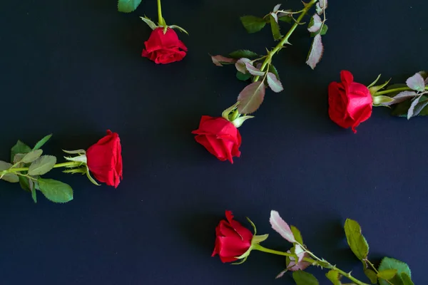 붉은 장미는 어두운 배경에 테이블에 흩어져 — 스톡 사진