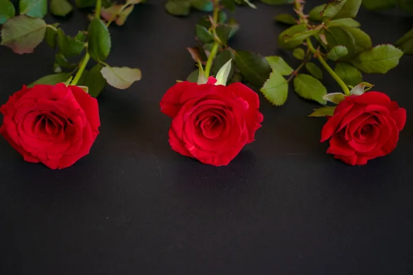 어두운 배경에 있는 세 개의 빨간 장미 — 스톡 사진