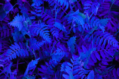 Yaratıcı mavi neon yaprakları. Doğaüstü bir kavram. Ultra viyole renkler. 