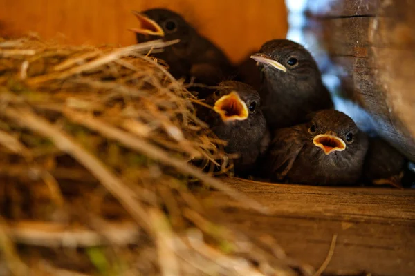 Gray Chicks Sit Nest Wait Them Feed — Stock Photo, Image