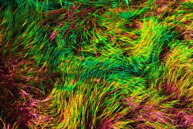 Parlak çok renkli neon bitkiler. Soyutlama. Renklerin isyanı