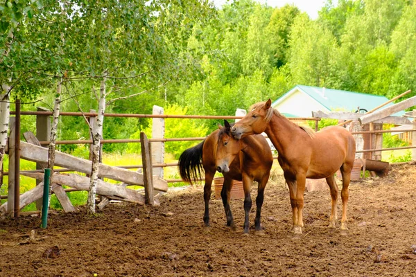 Para koni zatoki stoją w korral w przyrodzie — Zdjęcie stockowe
