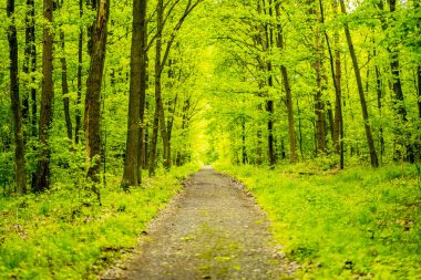 Güzel doğanın görünümü. Lehçe ormanlarda yeşil ağaçlar.