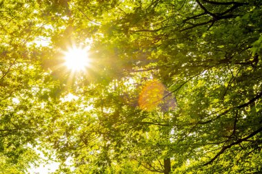 Güneş ışığı ağaçların tacıyla geliyor..