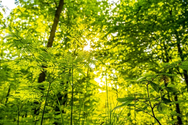 Luce Del Sole Viene Dalla Corona Alberi — Foto Stock