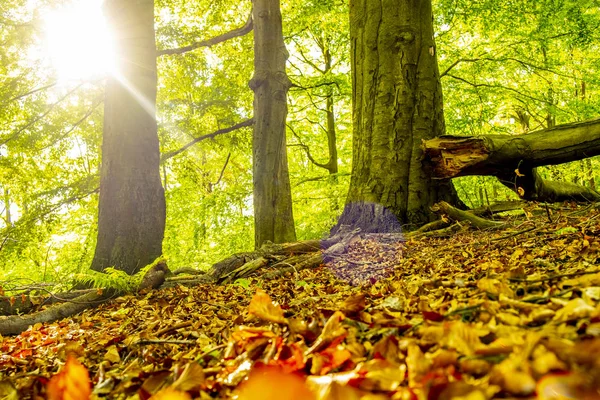 Dalla Corona Degli Alberi Emerge Bel Sole — Foto Stock