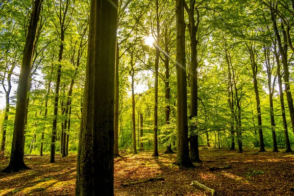 Vista Sulla Bellissima Natura Alberi Verdi Nelle Foreste Polacche — Foto Stock