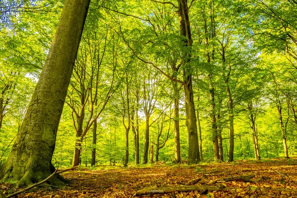 Vista Sulla Bellissima Natura Alberi Verdi Nelle Foreste Polacche — Foto Stock