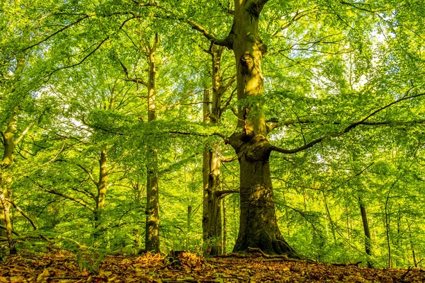 Vista Sulla Bellissima Natura Alberi Verdi Nelle Foreste Polacche — Foto Stock