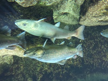 Sualtı kahverengi alabalık ve somon Danube kapatın. Taşlar ve arka planda sualtı gezegenler.