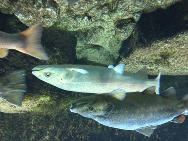 Sualtı kahverengi alabalık ve somon Danube kapatın. Taşlar ve arka planda sualtı gezegenler.