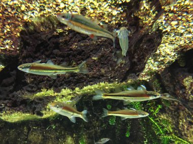 Su altında kırmızı soyulmuş minnow yakın çekim. Taşlar ve arka planda sualtı bitkiler.