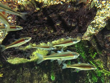 Su altında kırmızı soyulmuş minnow yakın çekim. Taşlar ve arka planda sualtı bitkiler.