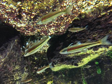 Su altında kırmızı soyulmuş minnow yakın çekim. Taşlar ve arka planda sualtı bitkiler.