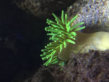 Yeşil parlayan mercan Sualtı çekim. Koyu arka plan.