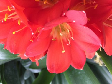 Bush lily (Clivia miniata), çiçeği yakın Güney Afrika