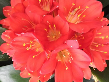 Bush lily (Clivia miniata), çiçeği yakın Güney Afrika