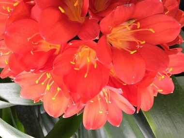 Bush lily (Clivia miniata), çiçeği yakın Güney Afrika