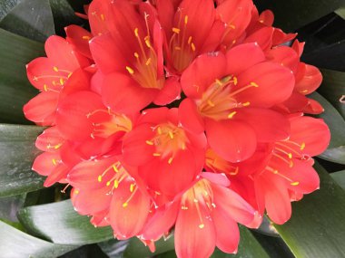 Bush lily (Clivia miniata), çiçeği yakın Güney Afrika