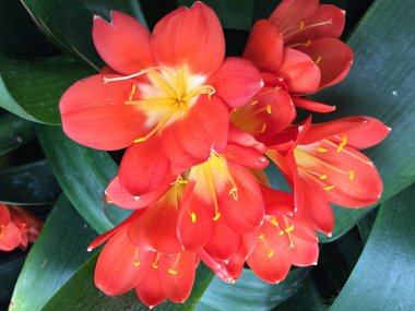 Bush lily (Clivia miniata), çiçeği yakın Güney Afrika