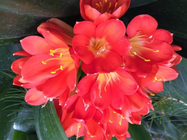 Bush lily (Clivia miniata), çiçeği yakın Güney Afrika