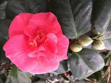 Güzel renkli kamelya çiçeği yakın çekim