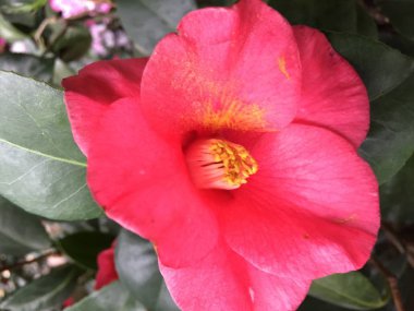 Güzel renkli kamelya çiçeği yakın çekim