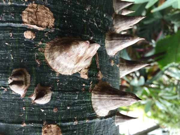 Деталь Ствола Тернового Дерева Ceiba Speciosa — стоковое фото