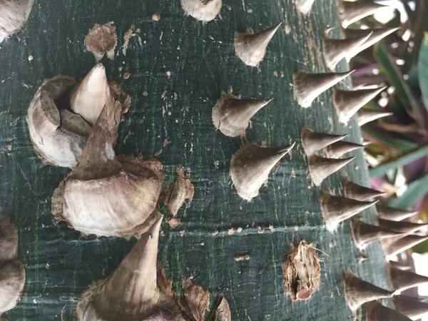 Деталь Ствола Тернового Дерева Ceiba Speciosa — стоковое фото