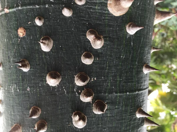 Деталь Ствола Тернового Дерева Ceiba Speciosa — стоковое фото