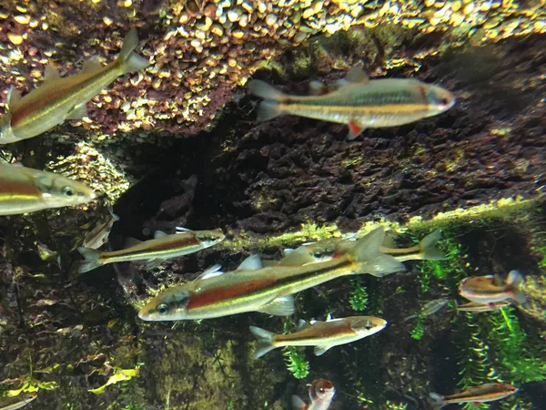 Underwater close up of redside dace. Stones and underwater plants in background.