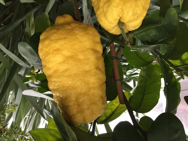 Manisan Pohon Kulit Lemon — Stok Foto