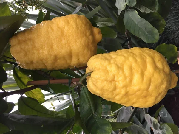 Manisan Pohon Kulit Lemon — Stok Foto