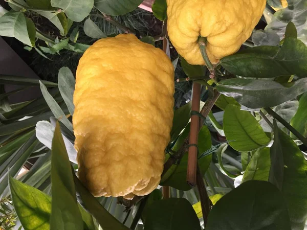 砂糖漬けのレモンの皮をむくの木 — ストック写真