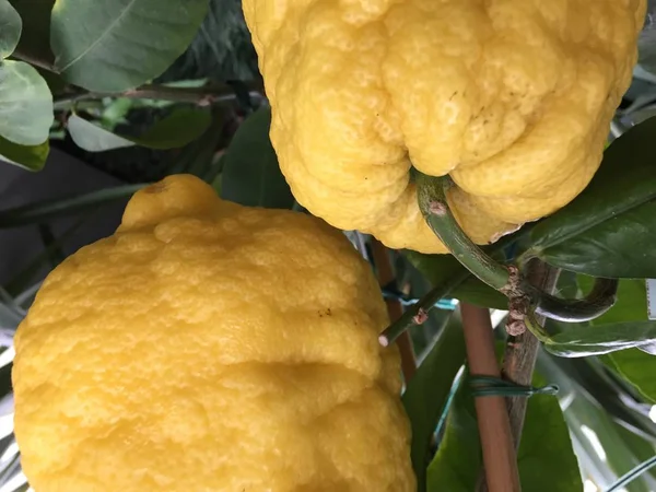 Manisan Pohon Kulit Lemon — Stok Foto