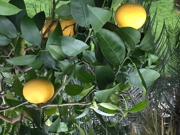 Limões Limoeiro — Fotografia de Stock